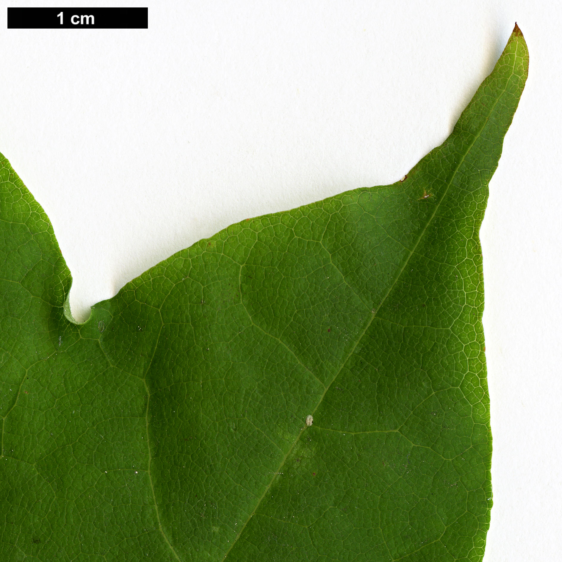 High resolution image: Family: Sapindaceae - Genus: Acer - Taxon: pictum - SpeciesSub: subsp. ambigum High resolution image: Family: Sapindaceae - Genus: Acer - Taxon: pictum - SpeciesSub: subsp. ambigum